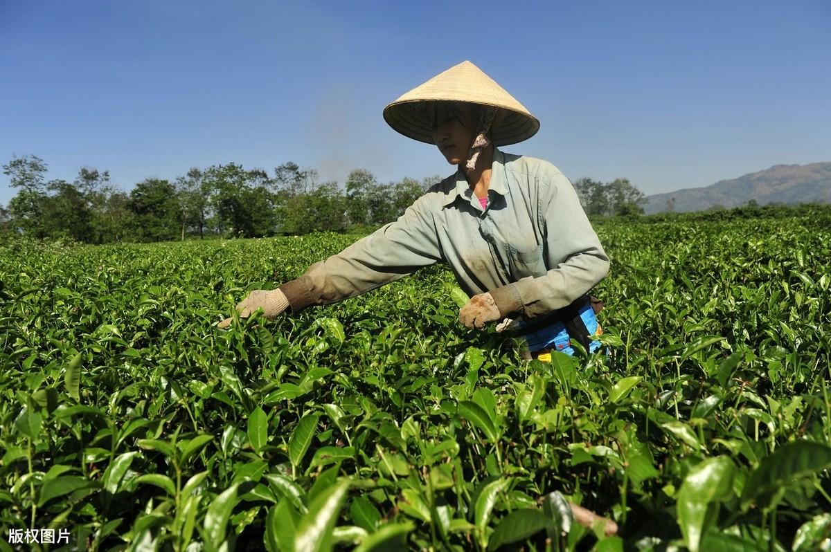 茶叶种植现代技术是什么专业_茶叶种植现代技术是指什么_现代茶叶种植技术是什么