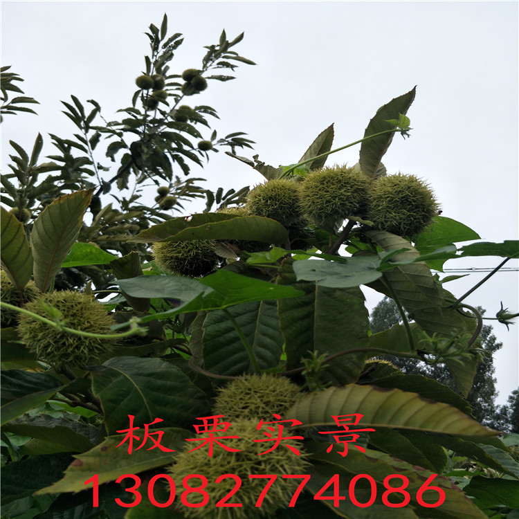 山东板栗树苗，板栗苗种植技术