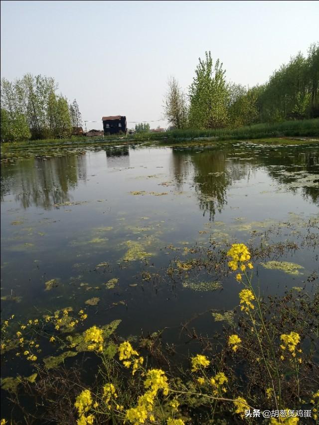 龙虾养殖技术视频_龙虾养殖技术大全视频教程_小龙虾套养殖技术