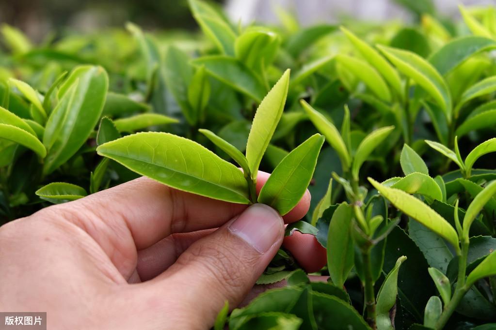 茶叶种植现代技术是什么专业_茶叶种植现代技术是什么_现代茶叶种植技术是什么