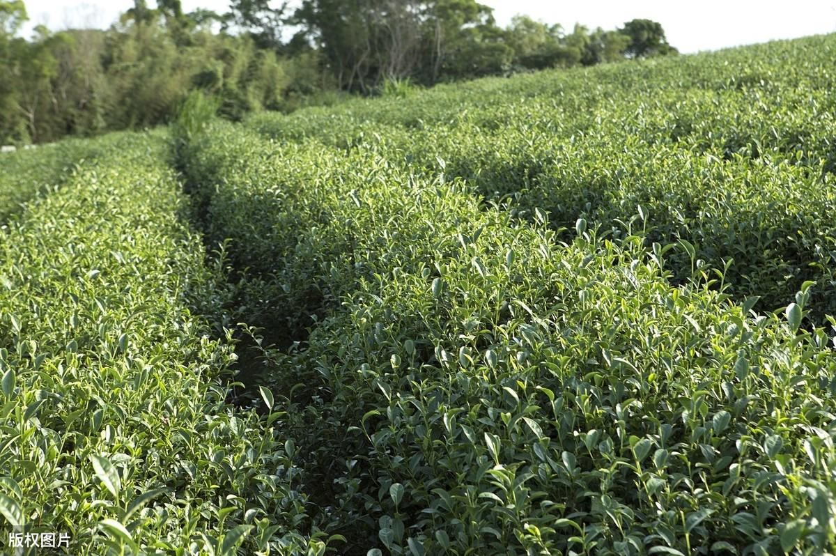 现代茶叶种植技术是什么_茶叶种植现代技术是什么_茶叶种植现代技术是什么专业