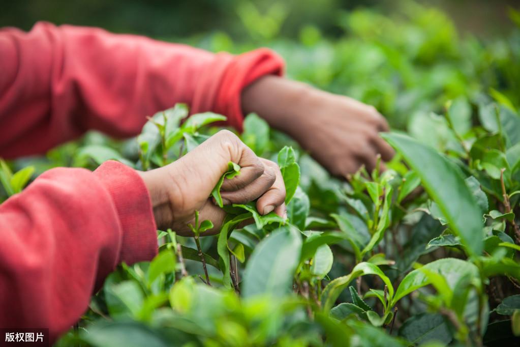 茶叶种植现代技术是什么专业_现代茶叶种植技术是什么_茶叶种植现代技术是什么