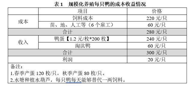 致富经养蛋鸭技术视频_致富经养殖蛋鸭_致富养殖蛋鸭视频