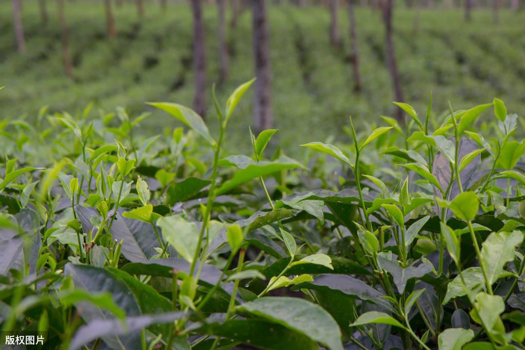 茶叶种植前景如何_茶叶种植现代技术是什么_现代茶叶种植技术是什么