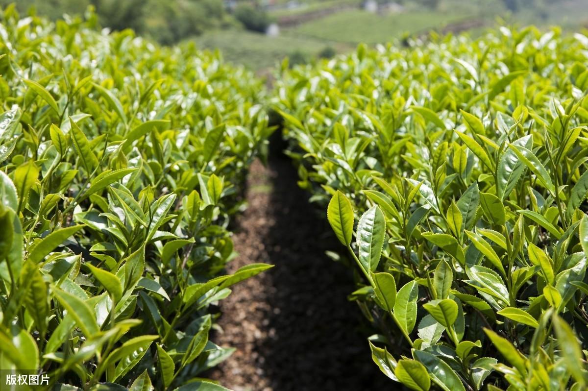 茶叶种植前景如何_茶叶种植现代技术是什么_现代茶叶种植技术是什么