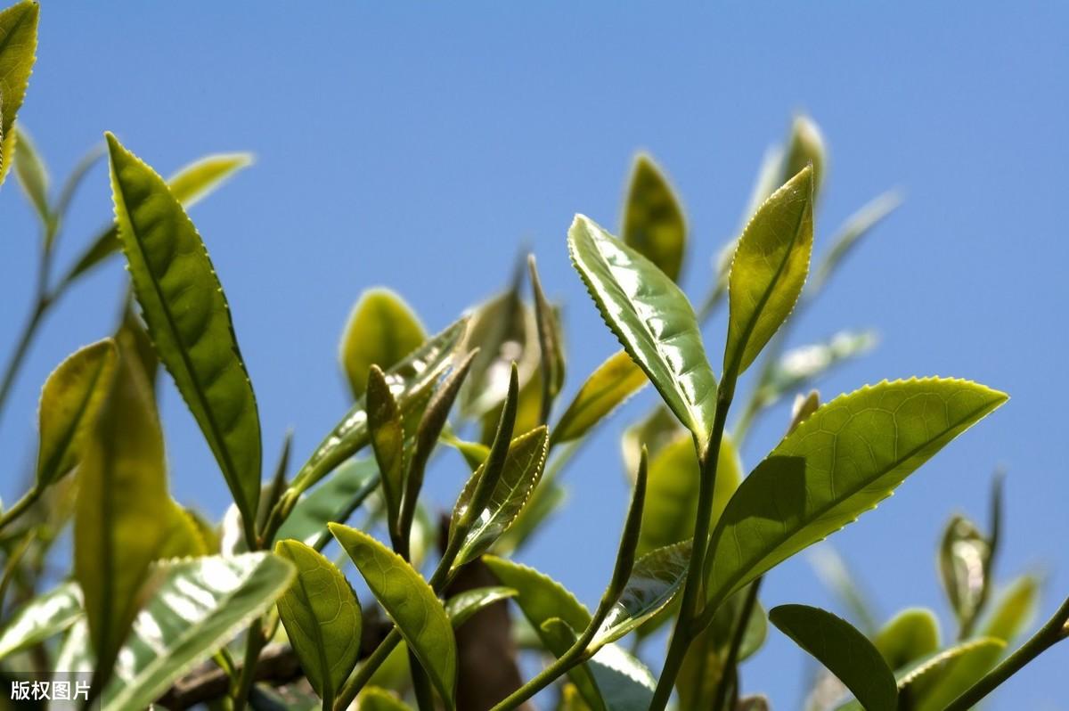 茶叶种植前景如何_现代茶叶种植技术是什么_茶叶种植现代技术是什么