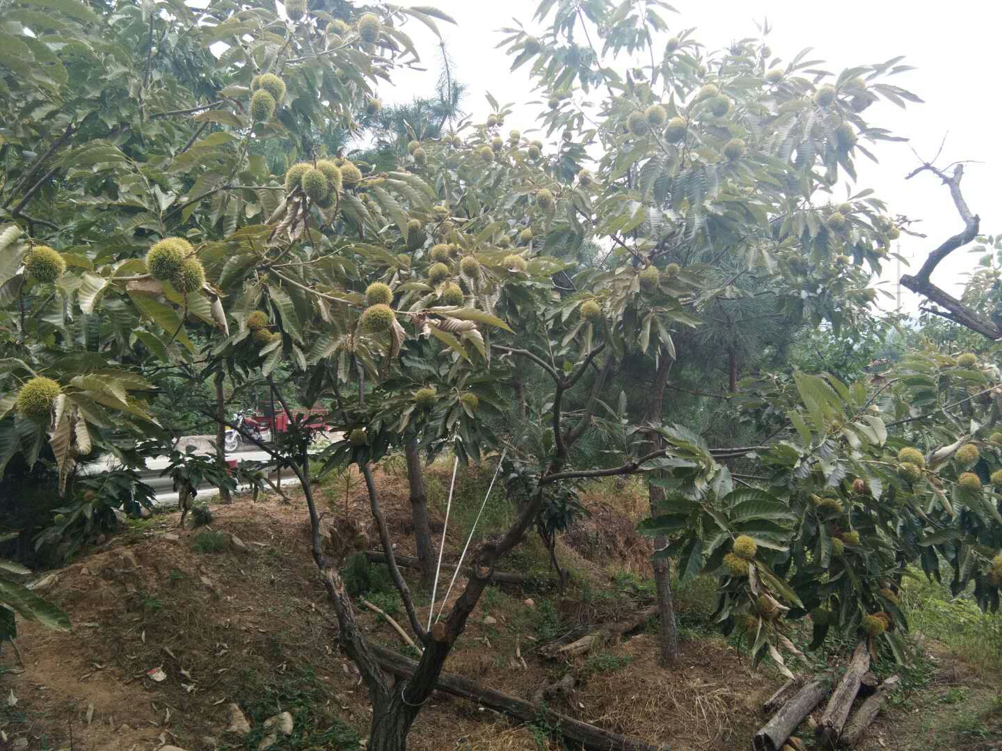 种植板栗的方法_板栗的种植技术_种植板栗技术与管理