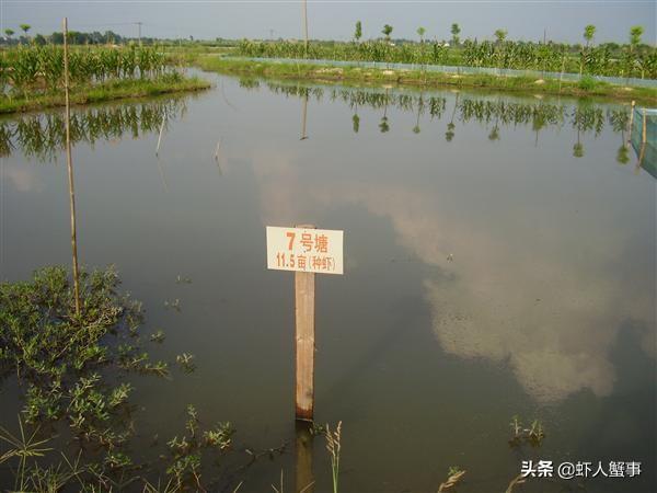 养龙虾套养什么最合适_小龙虾套养殖技术_龙虾养殖技术大全视频教程