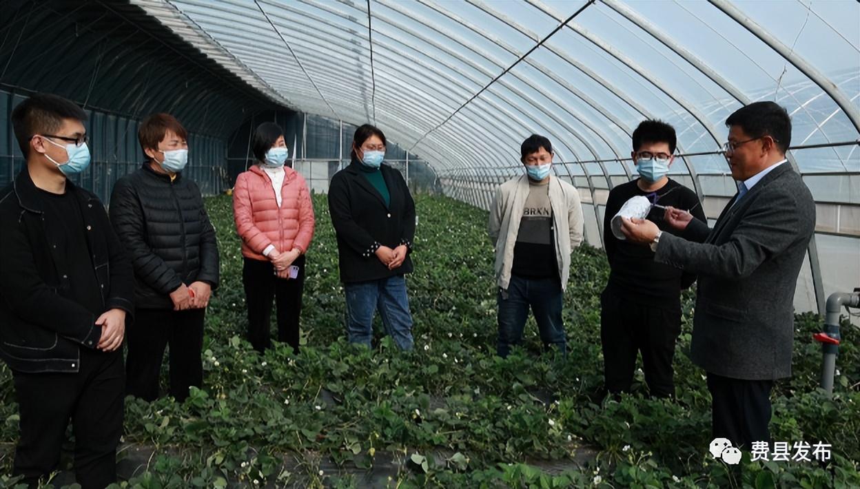 草莓种植致富经_致富经草莓种植_致富种植草莓视频