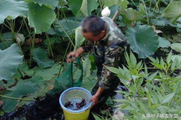 龙虾养殖技术大全视频教程_小龙虾套养殖技术_龙虾养殖新技术模式