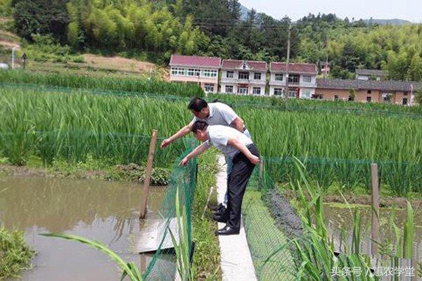 龙虾养殖技术大全视频教程_龙虾养殖新技术模式_小龙虾套养殖技术