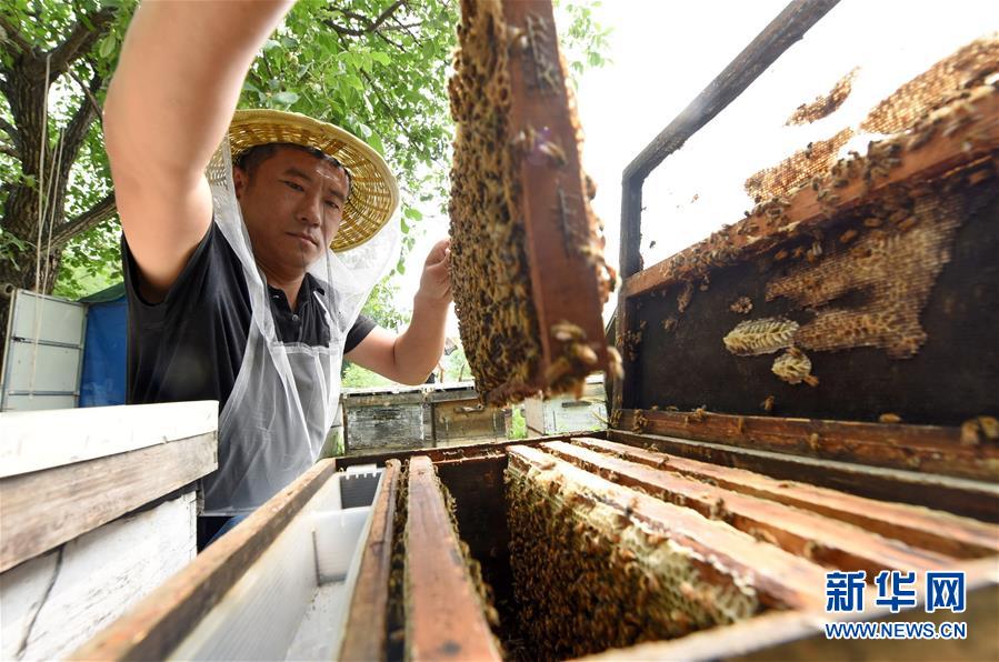 致富经养蜂蜜视频_致富经养蜂视频_致富经养蜂蜜全视频