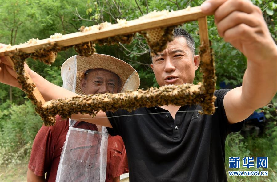 致富经养蜂蜜全视频_致富经养蜂视频_致富经养蜂蜜视频