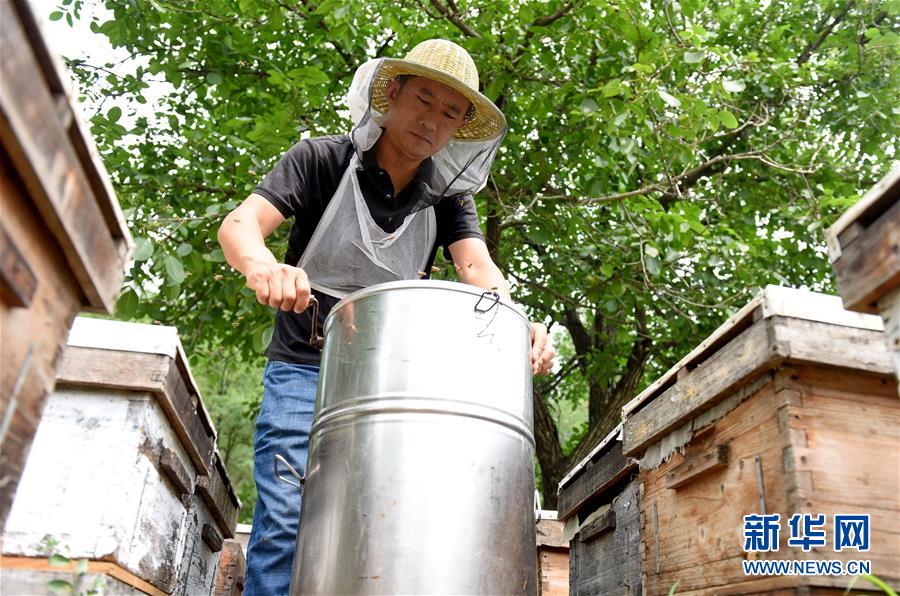 致富经养蜂蜜全视频_致富经养蜂蜜视频_致富经养蜂视频