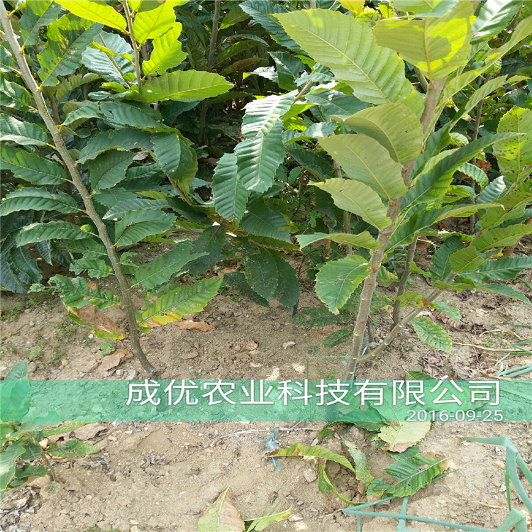 板栗苗，板栗苗种植技术