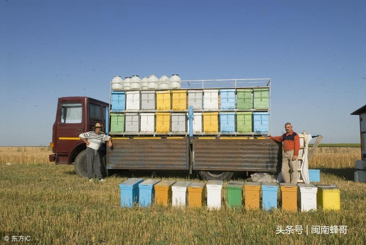 致富经养蜜蜂致富视频_致富经养蜂视频_致富经养蜂蜜视频