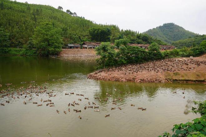 浮萍养鸭技术可行吗_种植浮萍养鸭致富_致富种植浮萍养鸭可以吗