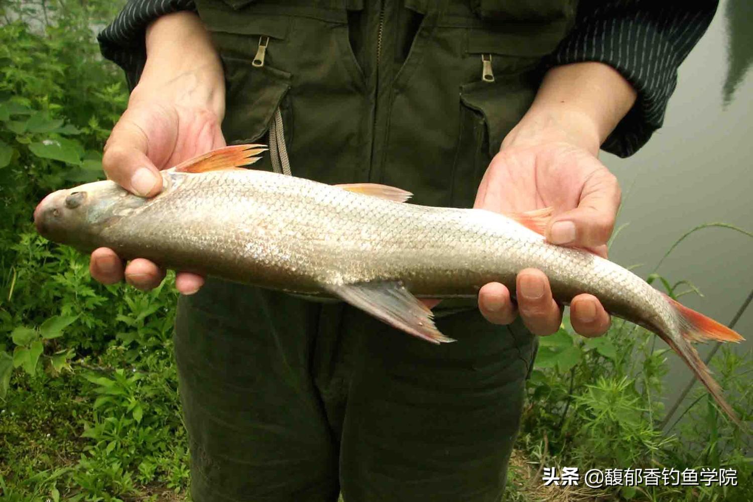 红尾鱼最喜欢吃什么味型的食物？红尾鱼的觅食习性和垂钓技巧