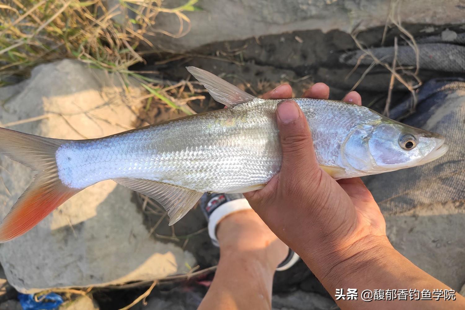 云南小河里的红尾巴鱼_云南红尾巴鱼养殖技术_云南小红尾巴鱼学名叫什么