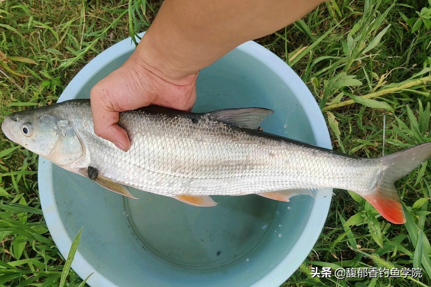 云南小红尾巴鱼学名叫什么_云南红尾巴鱼养殖技术_云南小河里的红尾巴鱼