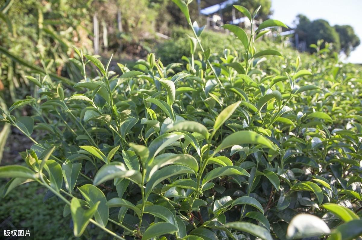 茶叶种植现代技术是什么_茶叶种植现代技术是指什么_现代茶叶种植技术是什么