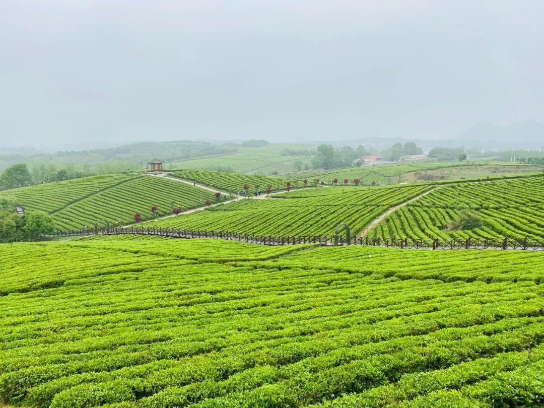 茶叶种植现代技术是什么专业_现代茶叶种植技术是什么_茶叶种植现代技术是什么