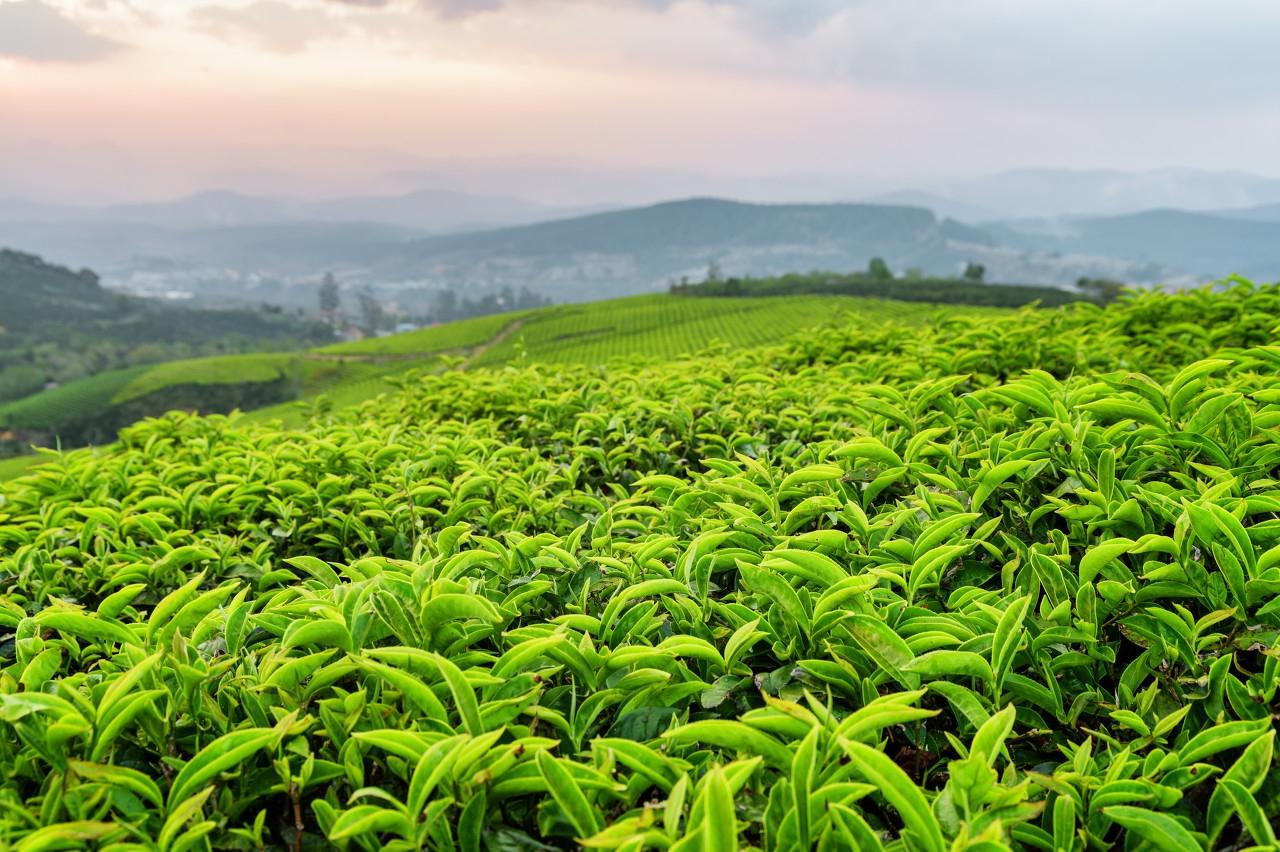 有机茶叶种植技术，为有机茶提供了保障，还能实现持续高产