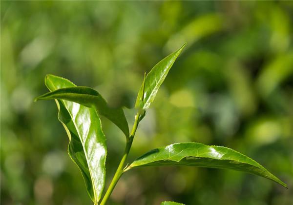 茶叶种植现代技术是谁发明的_现代茶叶种植技术是什么_茶叶种植新技术