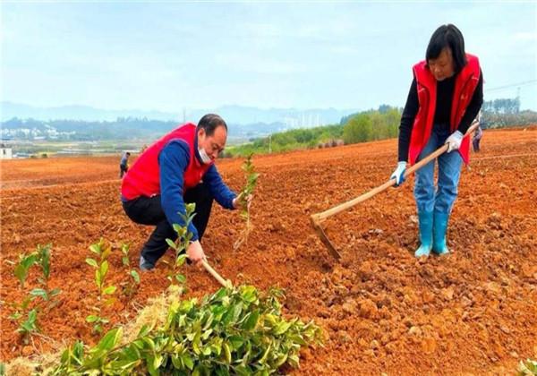 茶叶种植现代技术是谁发明的_现代茶叶种植技术是什么_茶叶种植新技术