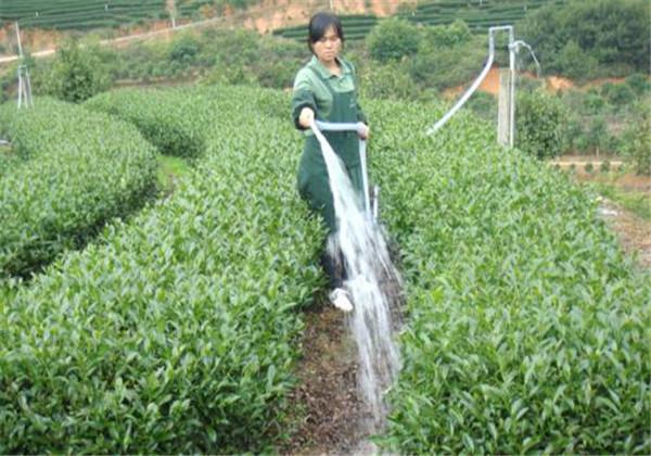 现代茶叶种植技术是什么_茶叶种植现代技术是谁发明的_茶叶种植新技术