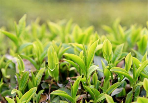 茶叶种植现代技术是谁发明的_茶叶种植新技术_现代茶叶种植技术是什么