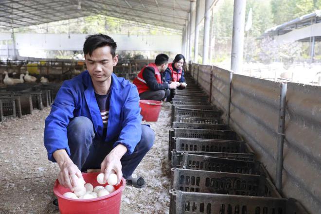 养殖蛋鸭的成本和利润_致富经养蛋鸭技术视频_养蛋鸭致富经