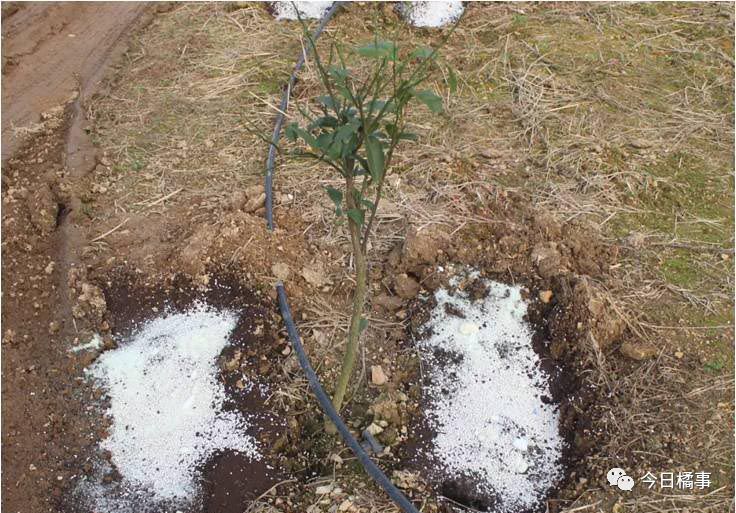 沃柑种植技术与管理视频_沃柑橘种植技术视频_沃柑种植技术视频