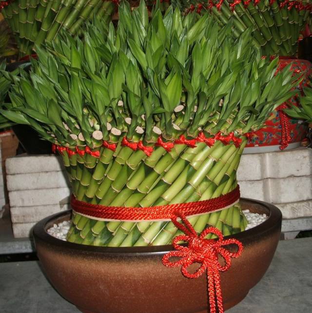 栽培枣贵妃种植技术要点_贵妃枣栽培种植技术_贵妃枣种植技术视频