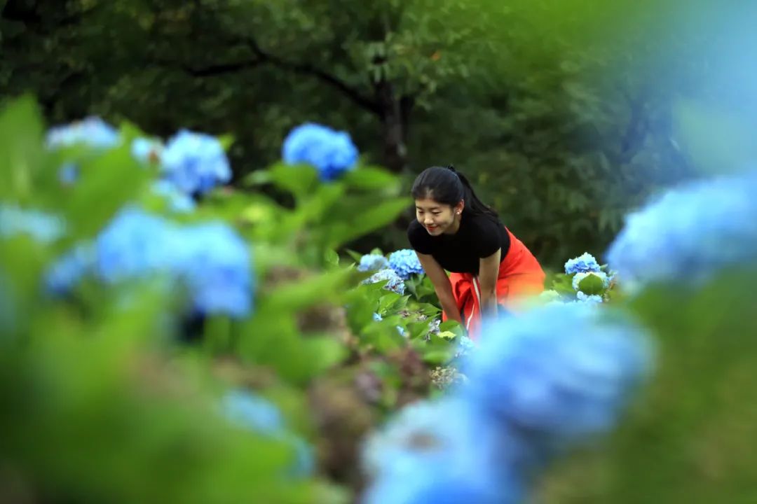 种植致富的文案_致富种植视频全集_种植致富案例