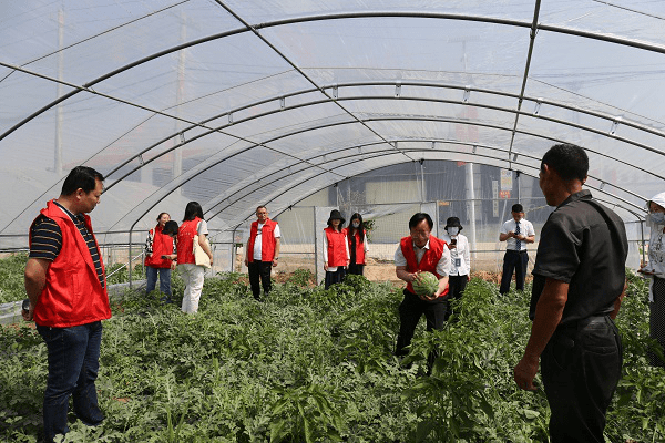 致富经西瓜种植全视频_商丘西瓜种植致富_河南西瓜种植基地