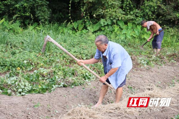 视频致富种植鱼腥草是真的吗_致富经鱼腥草种植视频_鱼腥草种植视频播放