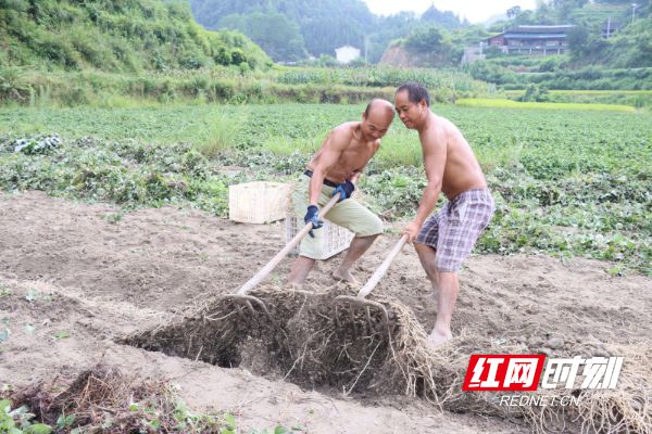 致富经鱼腥草种植视频_视频致富种植鱼腥草是真的吗_鱼腥草种植视频播放