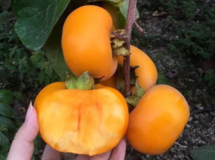 贵妃枣栽培种植技术_栽培枣贵妃种植技术视频_栽培枣贵妃种植技术与管理