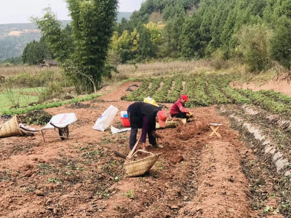 致富中药种植农民有补贴吗_中药材种植致富_农民种植中药致富