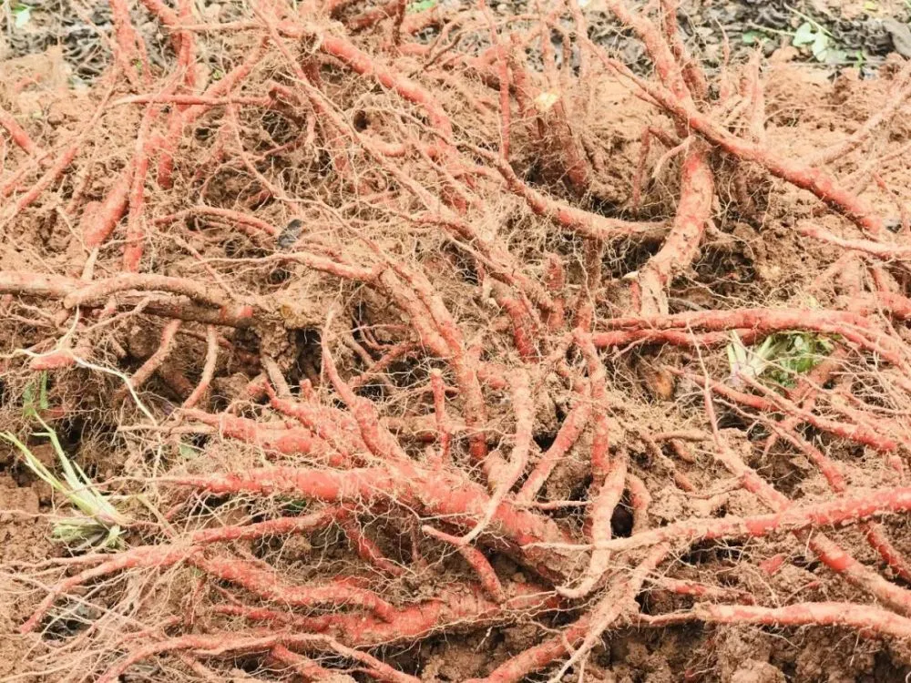 中药材种植致富_农民种植中药致富_致富中药种植农民有补贴吗