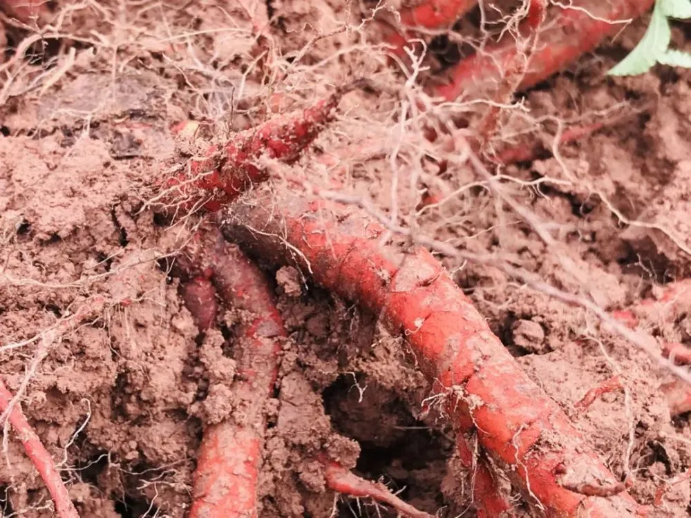 致富中药种植农民有补贴吗_农民种植中药致富_中药材种植致富