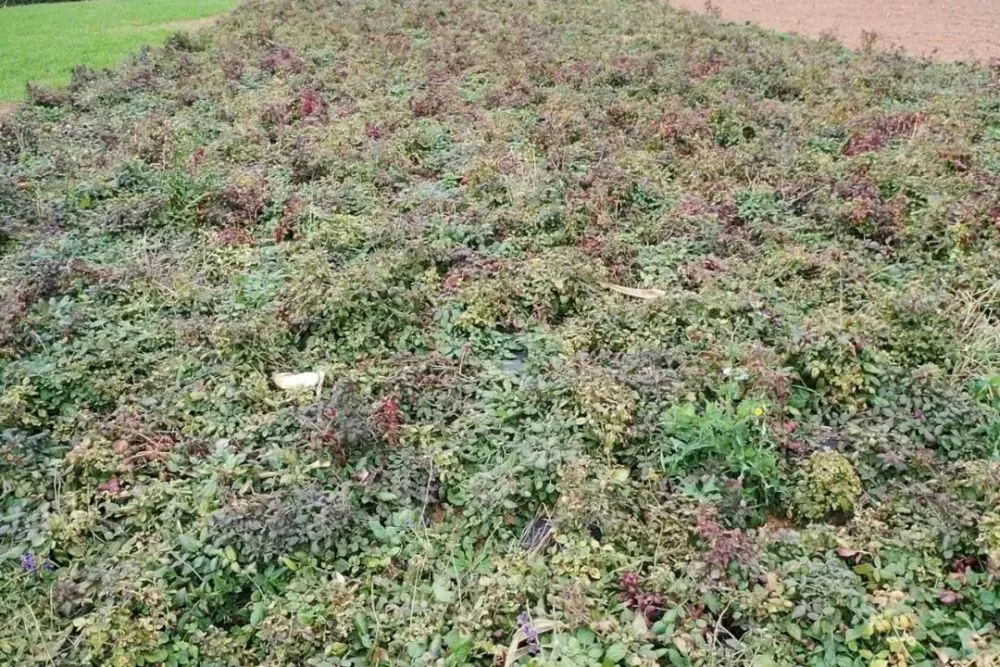 致富中药种植农民有补贴吗_农民种植中药致富_中药材种植致富