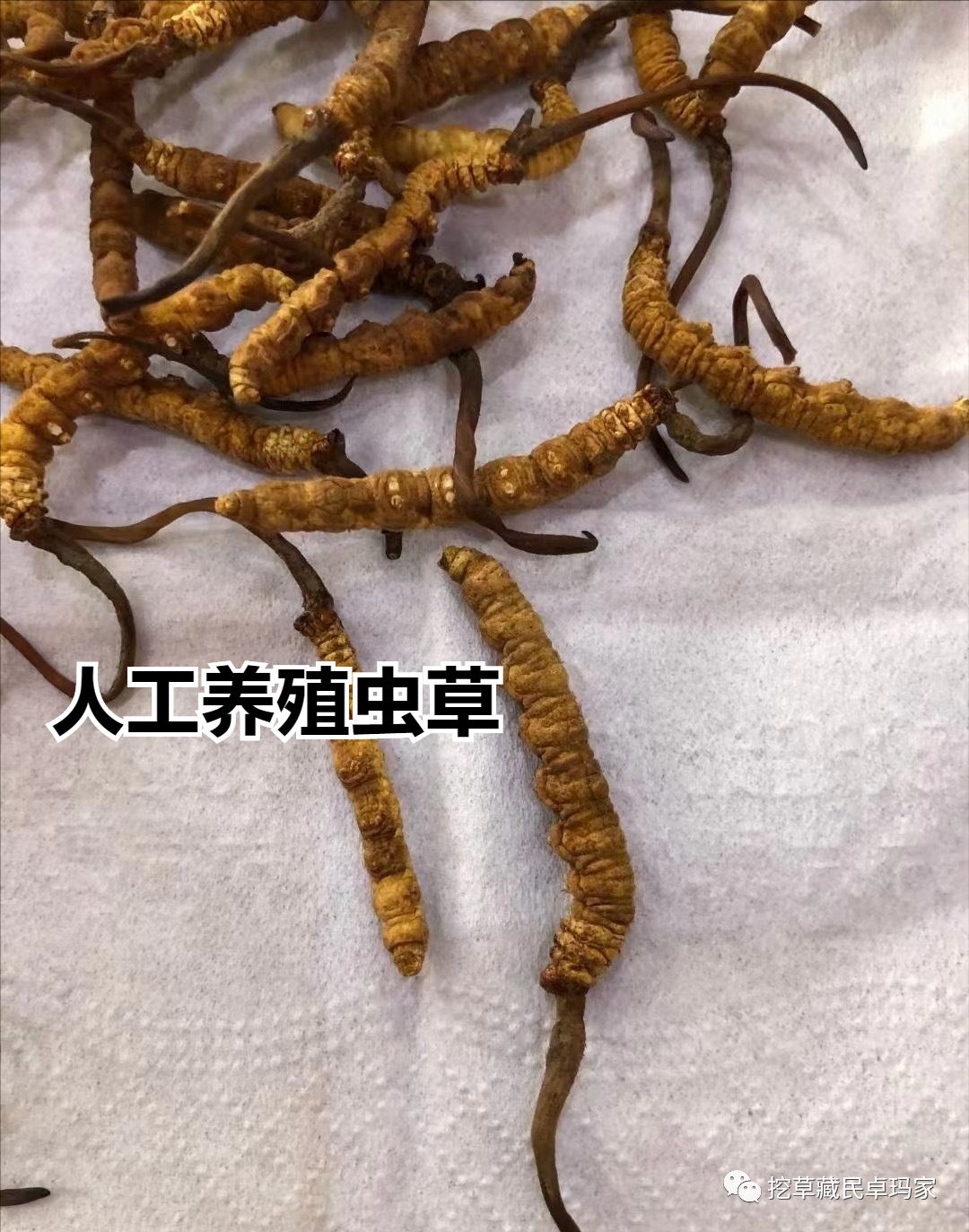 养殖人工虫草技术视频_人工虫草养殖技术_养殖人工虫草技术要求