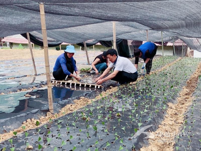 深山种植“黑老虎”，种出产业致富新希望