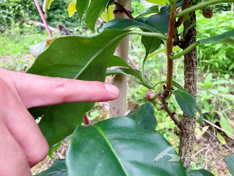 种植致富的产业_种植业致富项目前景好_致富种植产业有哪些