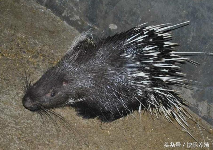 养殖豪猪的前景如何_豪猪养殖致富经_致富养殖豪猪视频