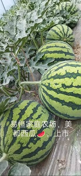 致富经西瓜种植全视频_河南省西瓜种植基地_商丘西瓜种植致富