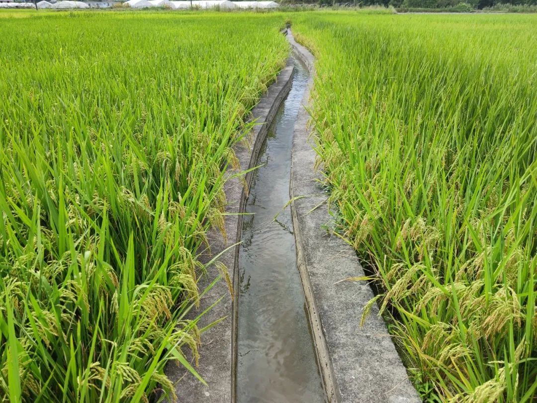 致富种植水田项目有哪些_种植水田国家补助多少_水田种植致富项目