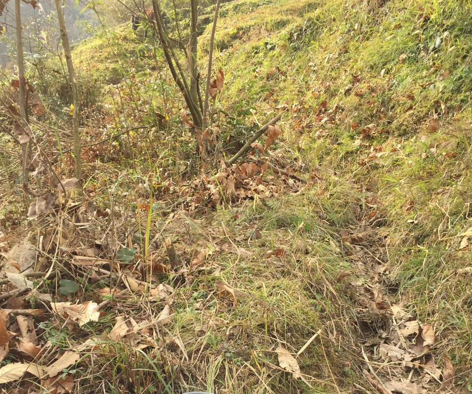 水田种植致富项目_种植水田国家补助多少_致富种植水田项目有哪些